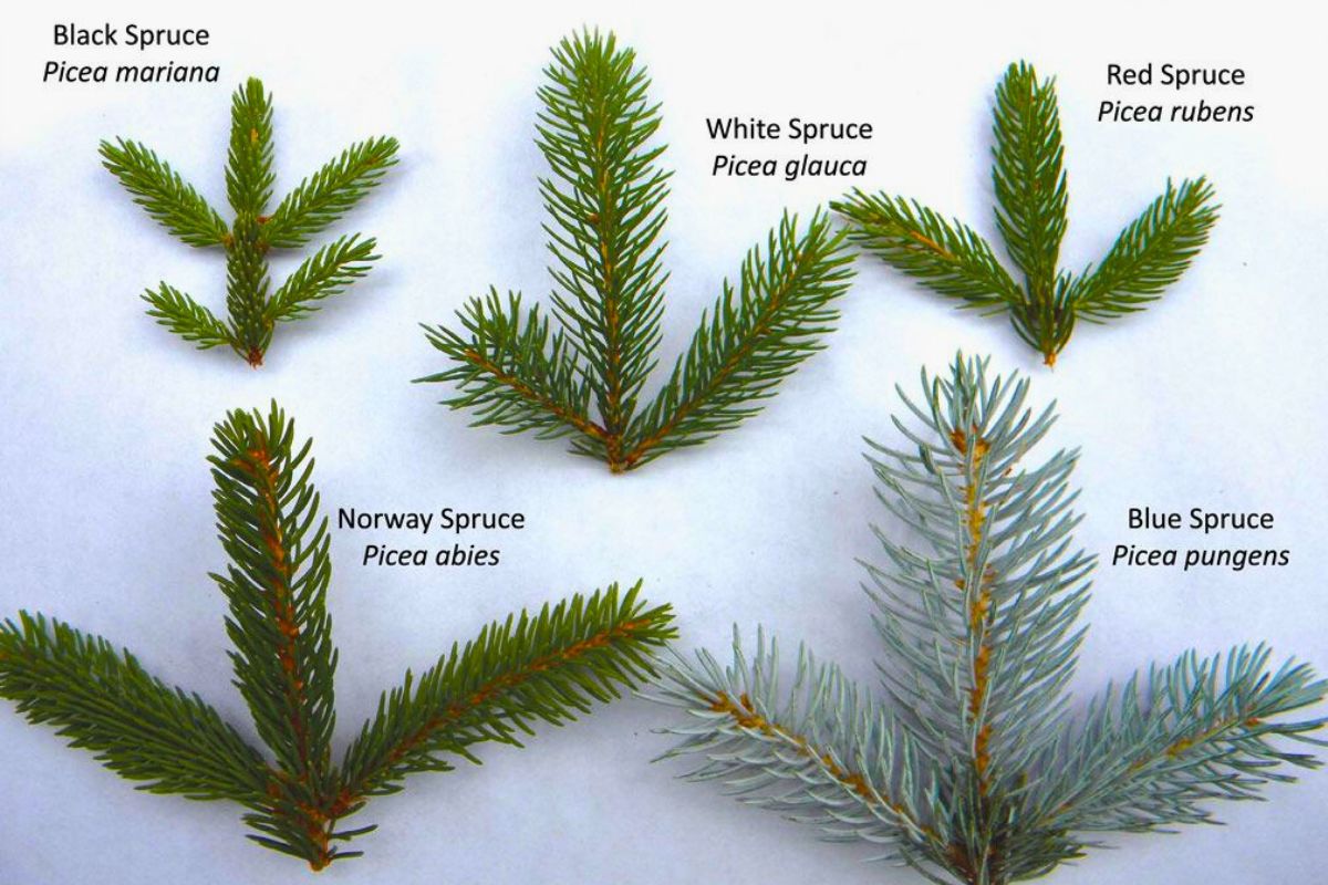 Separating Spruce And Other Species Lookalikes – The Luthier Bench